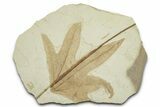 Fossil Sycamore (Macginitiea) Leaf - Green River Formation, Utah #356073-1